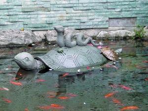 金鱼是中国原产宠物 宋代养龟成全民娱乐