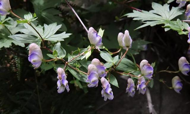 看来蒙汗药真有其事，那么这蒙汗药是什么？