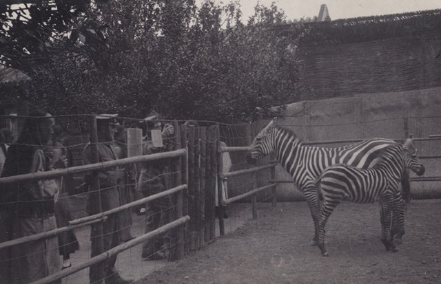 清末农事试验场(北京动物园的前身)里豢养的斑马,1907年 清末农事试验场(北京动物园的前身)里豢养的斑马,1907年