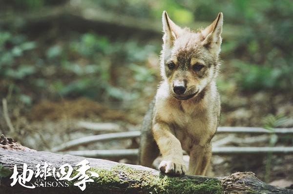 《地球四季》:1.5万年以来地球生灵的美丽与哀