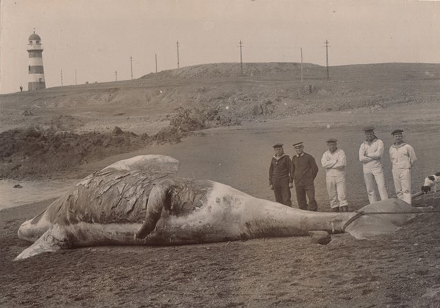 几个德国人在青岛岸边围观一只搁浅而死的鲸,1900年代 几个德国人在青岛岸边围观一只搁浅而死的鲸,1900年代