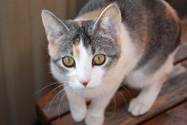 在網路年代，做一隻貓