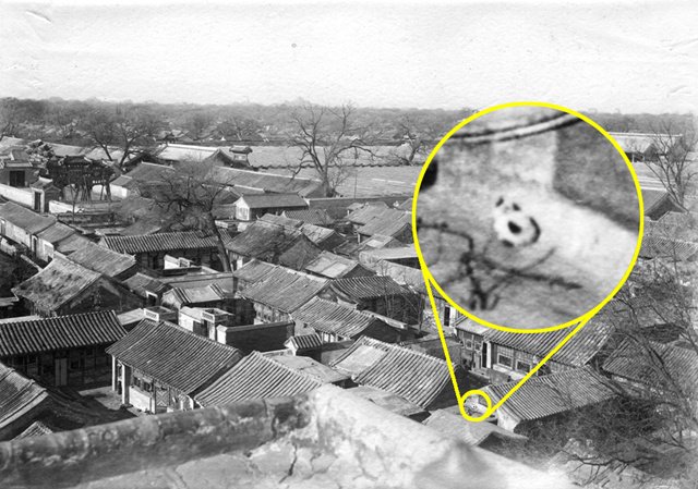 一只黑白花的喵星人趴在北京贡院东边一所民房的屋顶上晒太阳,山本赞七郎摄,1898年 一只黑白花的喵星人趴在北京贡院东边一所民房的屋顶上晒太阳,山本赞七郎摄,1898年