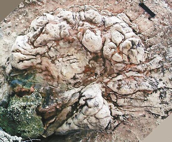 中国首次发现恐龙幻迹化石