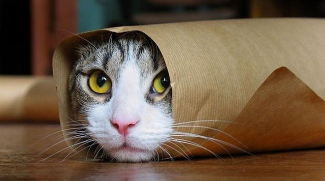 在網路年代，做一隻貓