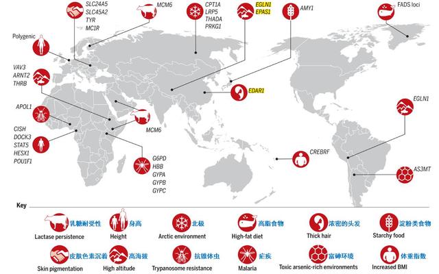 世界自然环境特征与基因变化简图