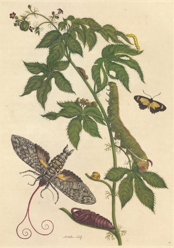 妇女节,看300多年前这位欧洲名媛