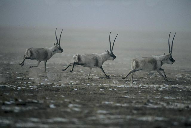 用暴力来惩罚暴力的时候，没有谁是藏羚羊