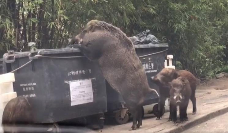 香港,野猪觅食图