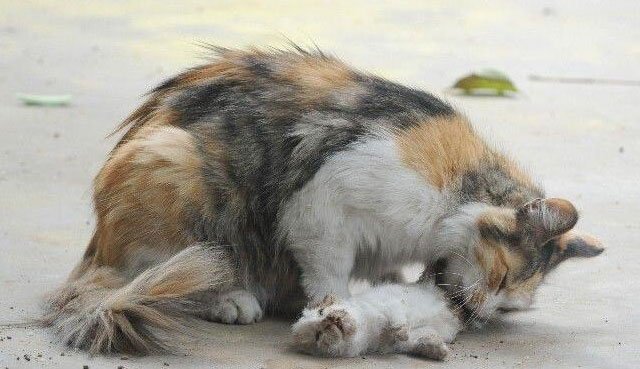 小区喵星女王家族盛衰记