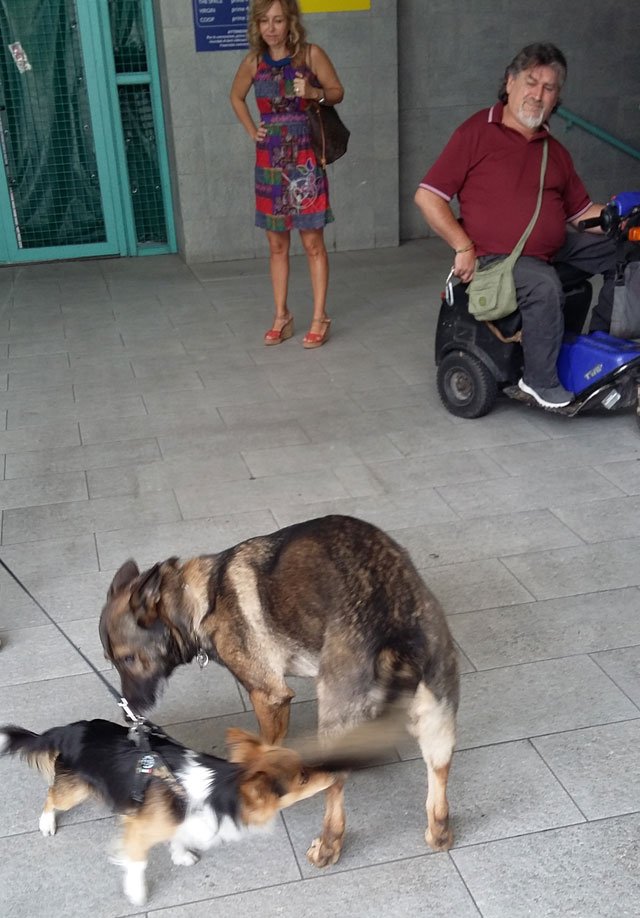 如果没来欧洲，我不会养狗