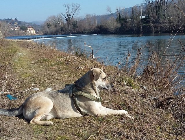 如果没来欧洲，我不会养狗