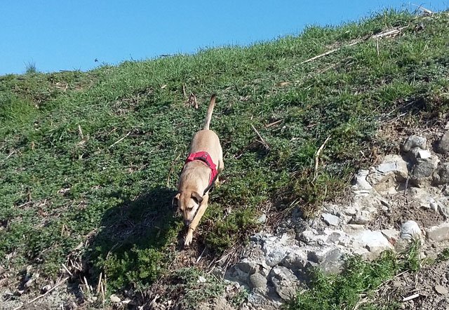 如果没来欧洲，我不会养狗