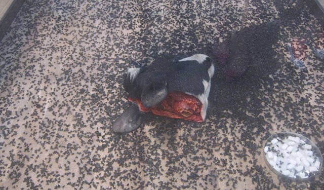 有人說他的作品噁心，但藝術能用胃來欣賞嗎