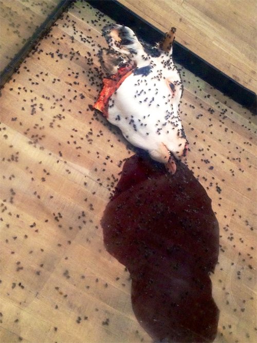 有人說他的作品噁心，但藝術能用胃來欣賞嗎