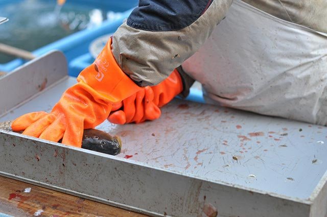 那个吃不到活鱼的年代