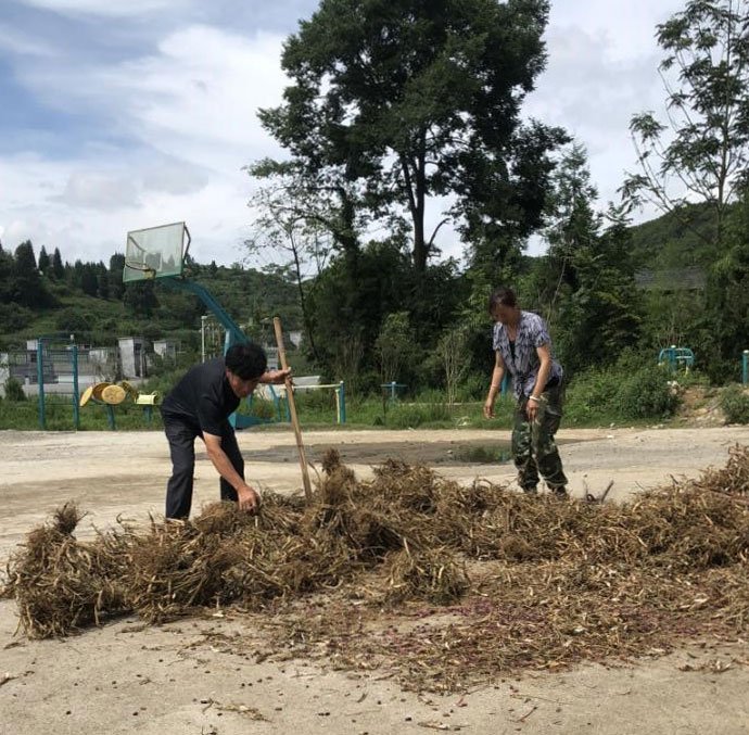 夫妻俩正收拾昨日从地里收回的花豆 夫妻俩正收拾昨日从地里收回的花豆