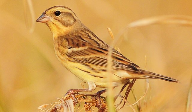 又把物種吃絕種，中華美食比你想象的要野蠻得多