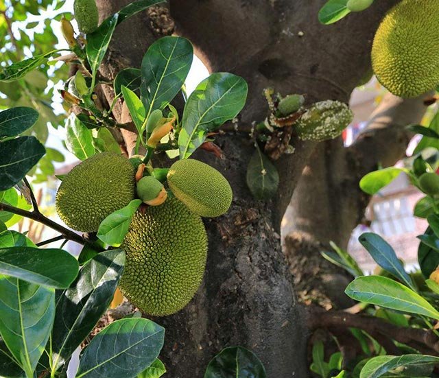 菠萝蜜的名字是个坑