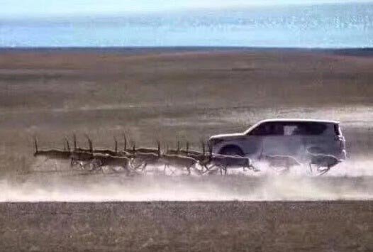 用暴力来惩罚暴力的时候，没有谁是藏羚羊