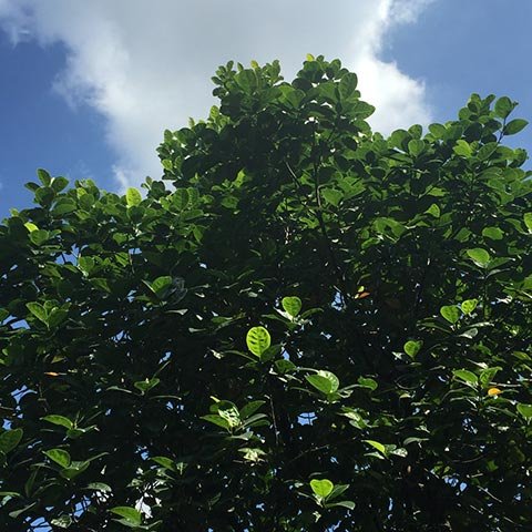 菠萝蜜的名字是个坑_黄爱东西_腾讯大家