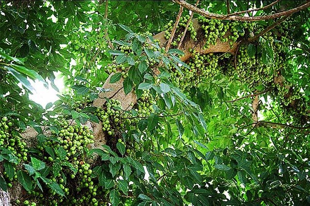 菠萝蜜的名字是个坑