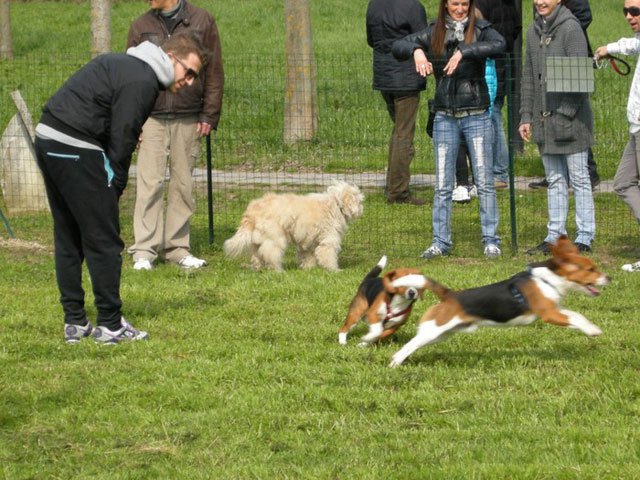 如果没来欧洲，我不会养狗