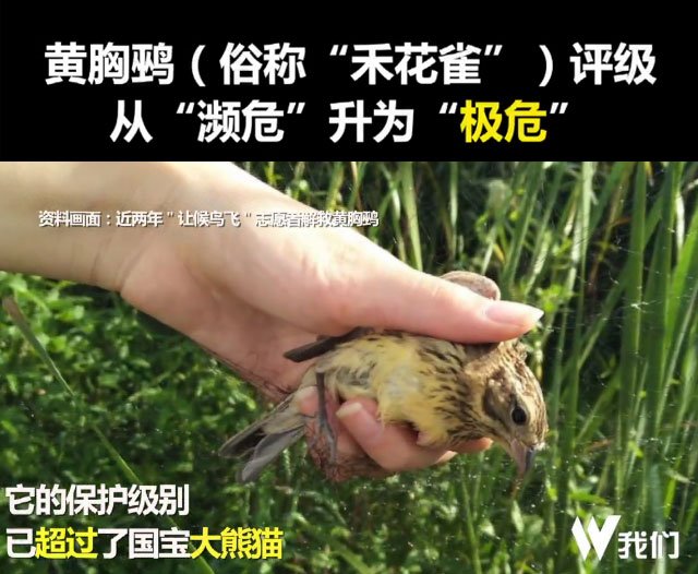 又把物種吃絕種，中華美食比你想象的要野蠻得多