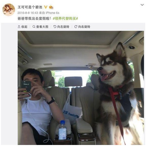 一條明星狗讓很多人羨慕的待遇。圖源微博 人與人之間的鴻溝,比人與狗的更大