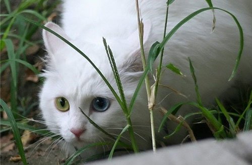 小区喵星女王家族盛衰记