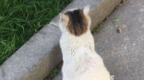 小区喵星女王家族盛衰记