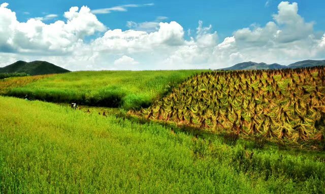 最浓郁的乡愁：回阿普家过彝族年