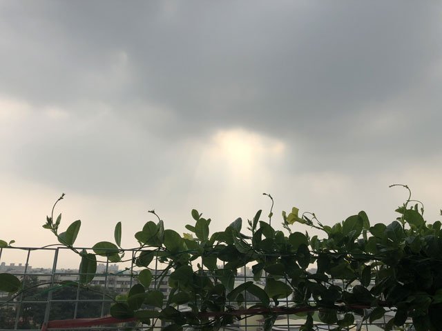 軟枝黃蟬的枝葉蔓延。作者供圖 時間的機密任務