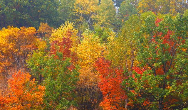杏花姑娘和被巨豹嚇尿的少年
