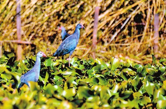 大理:5000多候鸟来洱源西湖晒太阳_频道-大理