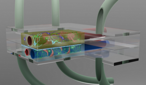 美国科学家拟用器官芯片制成人体模拟器