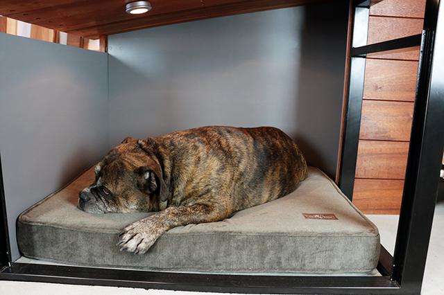 金窝银窝不如狗窝 看完这个你就信了