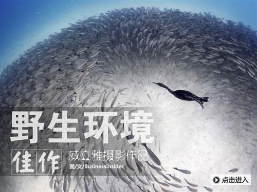 野生动物摄影作品精选图片