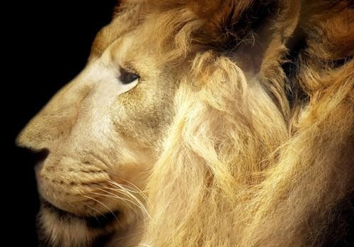 大家帮我找一下狮子霸气图片,不是现实生活中,想象.罗志祥.