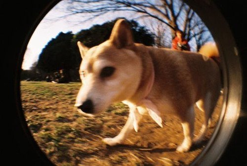 内置鱼眼镜头 情侣LOMO相机近日将登场