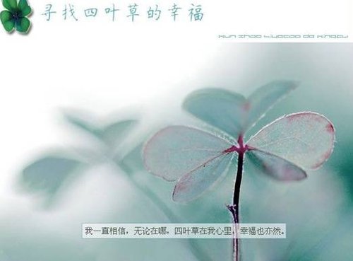 BUFFALO爱情故事之:四叶草的幸福