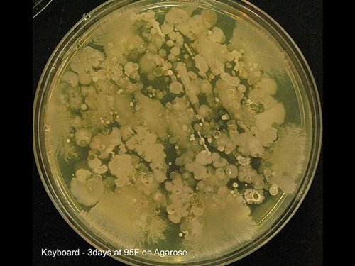 腐生性植物性细菌真菌的培养基配方关于培养和分离微生物的生物实验腐