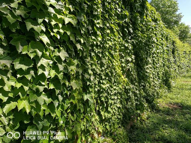 ��ΪP9 Plus���⣺���ܸ�����/���ָ�ȫ��