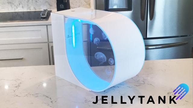 去不了帕劳没关系 JellyTank水族箱帮你把水母养在家