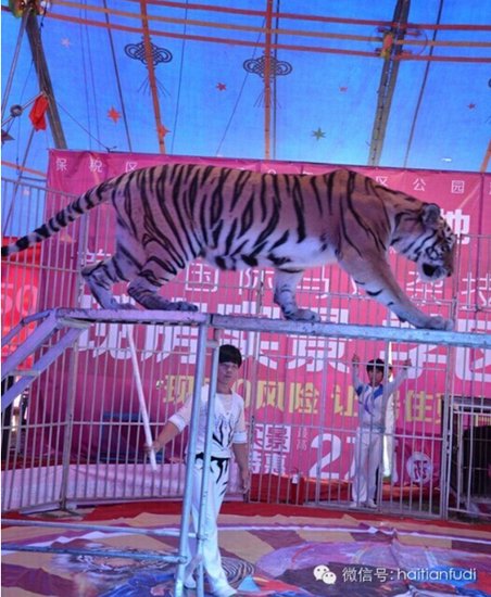 海天富地马戏0元看 购房0首付