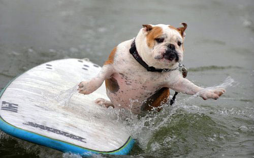美国小狗冲浪也疯狂,太搞笑了_海外博览