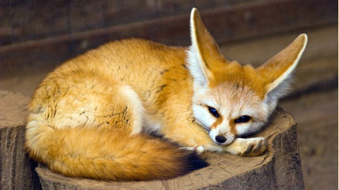 我养的绝版可爱小狐狸_男生收藏_教育_腾讯网