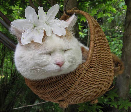 看看那些可爱的猫猫|『游泳池』*[Off-topic Chat] - Adam Lambert中文网