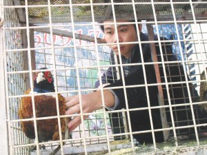 大三学生自办养鸡场 花7万多给父母买轿车