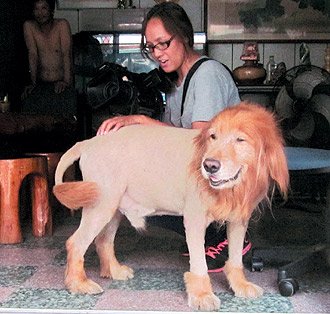 台湾一金毛犬扮"狮子"帮主人卖槟榔(图)